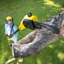 Best Lawn Watering Services  in USA